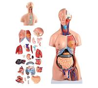 GIQKDZNUO 85cm Human Torso Model, Human Body Anatomy, 4D Anatomical Assembly For Teaching Resources Detachable 21 Pieces, Advanced Medical Models Painted