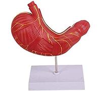 GIQKDZNUO Body Model Educational Model The Human Organ Model Anatomical Model Stomach Stomach Muscle Anatomy Model for The Study On Display, Models