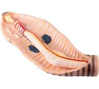 GIQKDZNUO Earthworm Model - Earthworm Anatomy Model Earthworm Annelid Invertebrates Enlarged Teaching Model for Primary and Secondary Schools Biology Anatomical Model - for Science Classroom