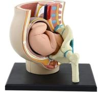 GIQKDZNUO Human Pregnancy Pelvis Anatomy Body Anatomical Teaching Model Biology Teaching Assembly 4D Puzzle Vision Teach Instrument