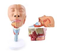 GIQKDZNUO Model of Pharyngeal Muscle, Anatomical Pattern of Medical Medical Muscle 23X15x12.5Cm Anatomical Model of Human Nose, Th