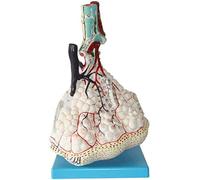 GIQKDZNUO Teaching Model, Anatomical Model Of Human Lung, Alveolar Enlargement Model, Respiratory System Model, Anatomy, Teaching 0827, Anatomy, Biology, Exquisite