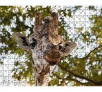 giraffe-7000-Piece Puzzle: The Most Beautiful Indoor Decor Games 14 years+