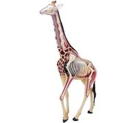 Giraffe Anatomy Model - 4D Vision Animal Skeleton with 27 Detachable Parts for Biology Teaching and Research, Half-Transparent Giraffe Organs Simulation