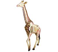 Giraffe Anatomy Model, Animal Science Model with 27 Organs, Educational Skeleton Model for Research and Exhibition