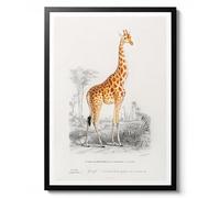 Giraffe by Charles D'Orbigny, Vintage Illustration Print, Animal Zoology Poster, Nature Collection Wall Art, 1849 Decor, Gift, Archival Matte, A3 (Print Only) - 42x29.7cm