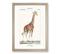 Giraffe by P.J.F. Turpin Framed Print | A2 Oak Framed Wall Art | Ready to Hang | Modern Animal Picture | Living Room Bedroom Lounge Office