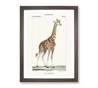 Giraffe By P.J.F. Turpin Vintage Framed Print | A2 Walnut Framed Wall Art | Ready to Hang | Classic Animal Picture | Living Room Bedroom Lounge Office