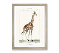 Giraffe By P.J.F. Turpin Vintage Framed Print | A4 Oak Framed Wall Art | Ready to Hang | Classic Animal Picture | Living Room Bedroom Lounge Office