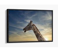 Giraffe In The Clouds Canvas Floater Frame Print Picture Art - Black Frame 18 inch wide x 12 inch high