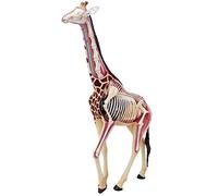 Giraffe Model 4D Medical Animal With Removable 27 Organs Body Parts for Study Teaching Anatomy