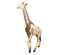 Giraffe Organs Model Removable Organs Organs Of 27 Animals Didactic Pieces For Educational Exposure Anatomy Model