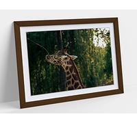 Giraffe Photography Framed Wall Art Print Picture - A2 - Walnut Frame