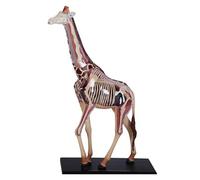 Giraffe Skeleton Animal Anatomical Model,4D Giraffe Skeleton Anatomy Model Kit,Giraffe Intelligence Assembling Toy,for Teaching Material Demonstration