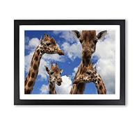 Giraffes 4 Modern Framed Print | A3 Black Framed Wall Art | Ready to Hang | Modern Animal Picture | Living Room Bedroom Lounge Office