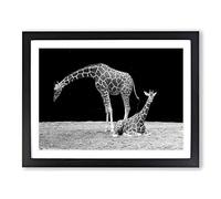 Giraffes Black & White Modern Framed Print | A2 Black Framed Wall Art | Ready to Hang | Modern Animal Picture | Living Room Bedroom Lounge Office