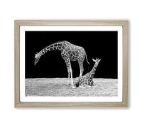 Giraffes Black & White Modern Framed Print | A4 Oak Framed Wall Art | Ready to Hang | Modern Animal Picture | Living Room Bedroom Lounge Office