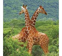 Giraffes Blank Greeting Card Any Occasion/Birthday - Wild Giraffes