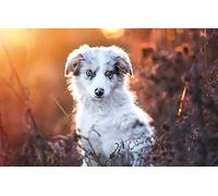 Girl Puzzle 200 pieces Australian Shepherd Dog 35x25CM