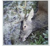 Girls in Hawaii – Plan Your Escape