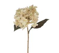 Gisela Graham Artificial Lace Cap Hydrangea Stem, Cream, Polyester, 52cm