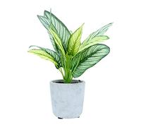 Gisela Graham Faux Stromanthe Plant in Pot