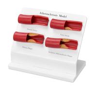 Gishbjka Teaching Demonstration Model Cardiovascular Demonstration Tool for Human Anatomy and Physiology Education, Cardiovascular Health Demonstration Tool