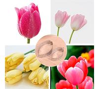 GIVBRO Cookie Cutters Tulip Petals Biscuit Cutter Mold Stainless Steel Cake Fondant Baking Mould for Pastry Cake Decoration 2 Pcs