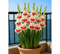 Gladioli Rhizomes. Tall and large leaves.ideal for beautifying the landscape. Tolerates the cold. (NVNJHJN).-3 Rhizomes-A