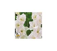 GLADIOLIA White Prosperity.