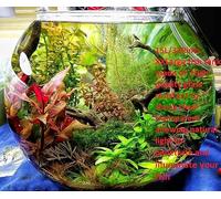Glass Handmade XX Large fish bowl round Vase Terrarium 36 cm D Clear Transparent Planter