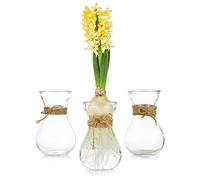 Glass Hyacinth Flower Vases 3PCS/Set Vases for Centerpieces Clear Decorative Vase with Twine Rope for Hyacinth Flowers, Rose, Home, Table