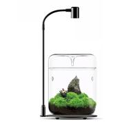 Glass Plant Terrarium 4.7"X7" Inches Succulent Air Planter Fern Moss Micro-Landscape Vase for Home Office Tabletop Decoration Container with Lid Indoor Wardian Copyright Patent（with Light）
