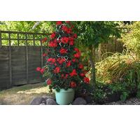 Glazed Effect Patio Pots or Hanging Baskets :Pistachio Green Tower Pot/Three