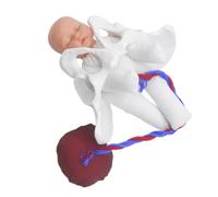 GLEAVI 1Set Comprehensive Birth Demonstration Tool for Nursing Students Includes Pelvis Fetus Umbilical Cord Placenta for Clinical Teaching