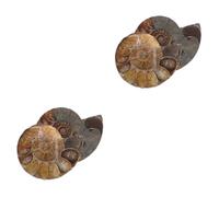 GLEAVI 2sets 2pcs Natural Ammonite Slice Pendant for Educational Models for Unique Adornment Meticulously Crafted Decorative Jewelry 2pcs*2