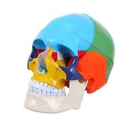 GLEAVI Art Skull Head Medical Model Realistic Anatomical Human Skull Model for Educational Use Removable Design for Anatomy Learning Schools and Labs