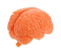 GLEAVI Detachable Human Brain Model for Anatomy Study Realistic Anatomical Brain Teaching Tool with Hemispheres and Precision Crafted Educational Display for Biology Psychology Science