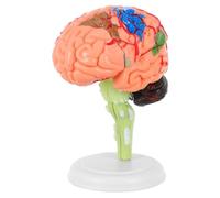 GLEAVI Detachable Human Brain Model PVC Anatomy Cranial Model for Medical Teaching and Learning Cerebrovascular Study Tool for Science Classrooms and Healthcare Education