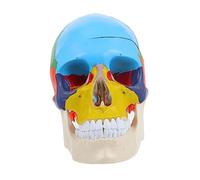 GLEAVI Human Skull Model Anatomical Teaching Tool for Detailed Fake Skull Head Model for Anatomy Study and Vividly Colored Design