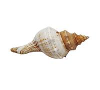 GLEAVI Natural Sea Conch Shell for DIY Craft Jewelry Making Fish Tank Aquarium Decoration Home Desktop Shell Decor Nautical Beach Theme Ornament