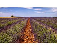 GLHUIOZ 1500 Pieces Jigsaw Puzzles for Adults,Family Puzzle Game Stress Reliever Difficult Challenge for Adults Kids,Field,Farm,Lavender,87x57cm