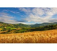 GLHUIOZ 500 Piece Jigsaw Puzzles For Adults | Jigsaw Puzzles For Adult Summer,Cloud,Wheat,52x38cm