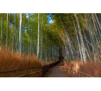 GLHUIOZ Jigsaw Puzzles for Adults 1000 Piece Bamboo,Bamboo Grove,75x50cm