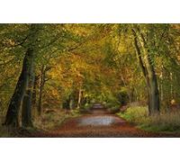 GLHUIOZ Jigsaw Puzzles for Adults,1500 Piece,England,Wiltshire,Savernake Forest,87x57cm