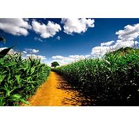 GLHUIOZ Personalised Wooden Jigsaw Puzzles 1000 Piece for Adults from Photo Custom - Design Your Own Picture Gifts,Field,Pathway,Corn Fields,75x50cm