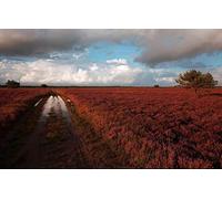 GLHUIOZ Wooden Puzzle for Adults and Kids,1500 Piece Jigsaw Puzzle,Puddle,After the Rain,Wasteland,Heather,87x57cm