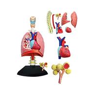 GLJTUO Educational Model Human Body lung model Anatomical Model Of Human Heart And Lung From 27 Removable parts Medical 3D s,Medical Models