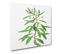 Globe Daisy Shrub by Pierre Joseph Redoute Canvas Print | Gallery Wrapped 30mm Frame Wall Art | 14x14 inches | Ready to Hang | Retro Floral Picture | Living Room Bedroom Lounge Office