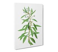 Globe Daisy Shrub By Pierre Joseph Redoute Canvas Print | Gallery Wrapped 30mm Frame Wall Art | 20x14 inches | Ready to Hang | Retro Floral Picture | Living Room Bedroom Lounge Office